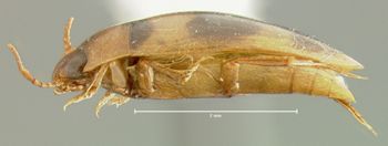 Media type: image;   Entomology 23962 Aspect: habitus lateral view